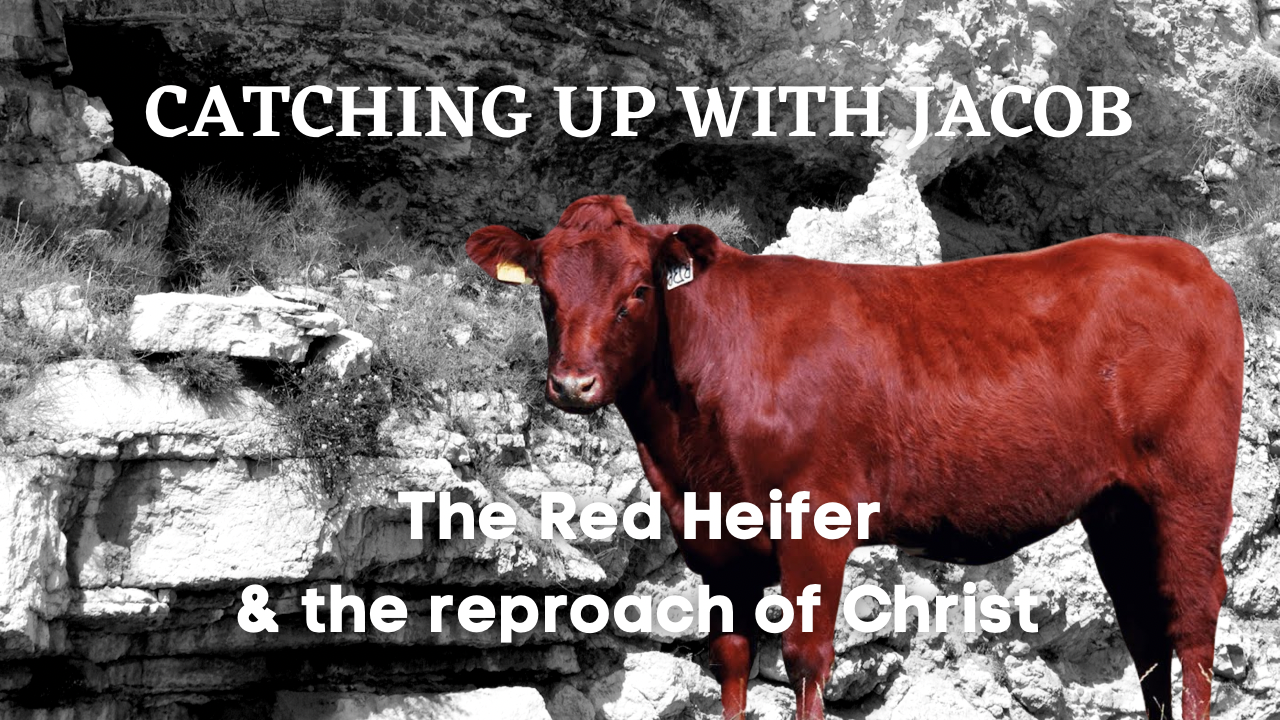Ep 95 Red Heifer and Reproach of Christ